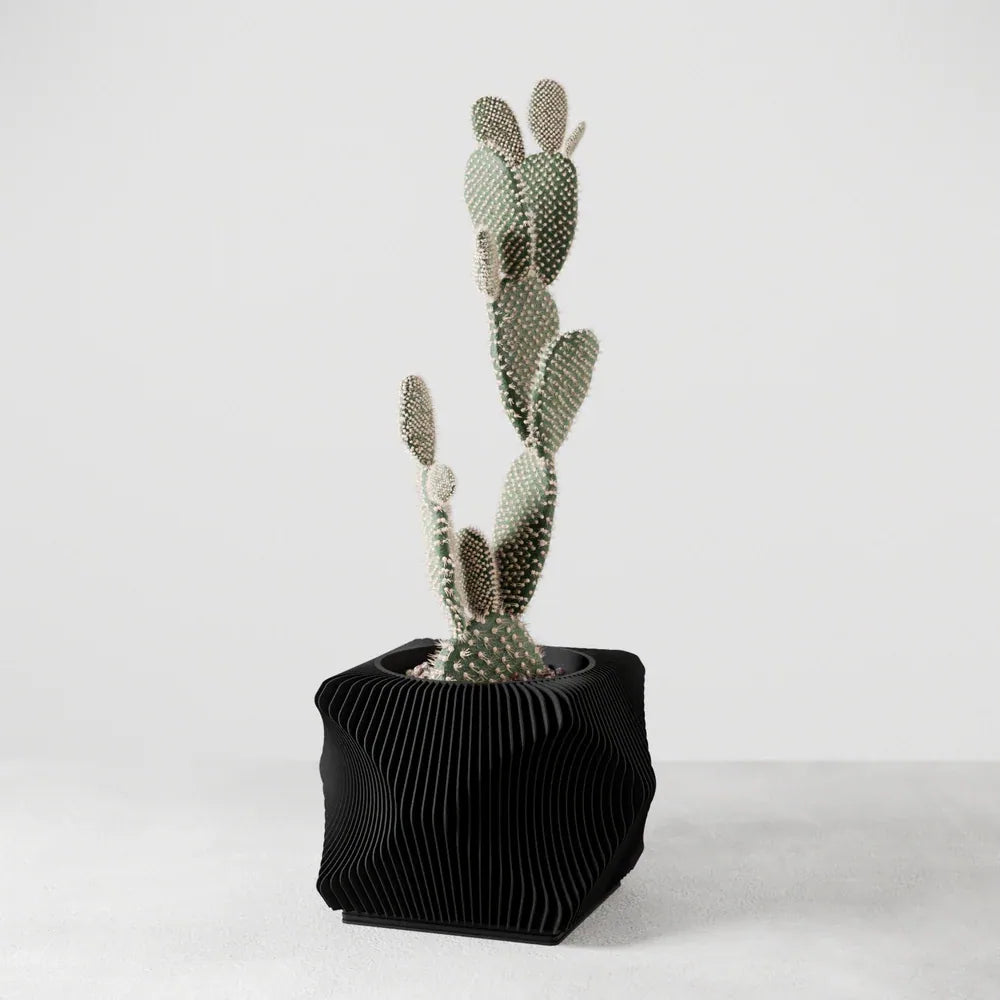 Modernized Pottery cactus in black planter