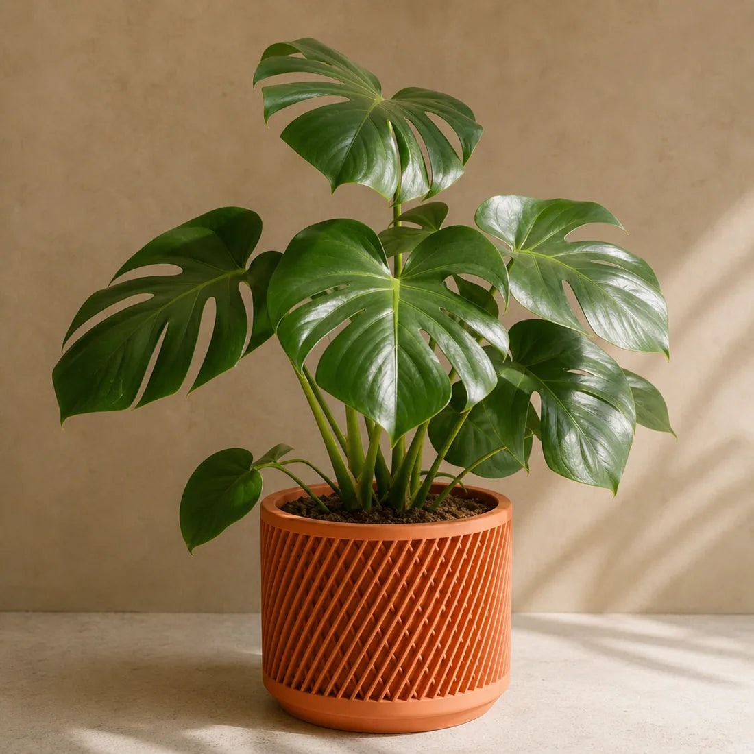 Monstera in terracotta Modernized Pottery planter