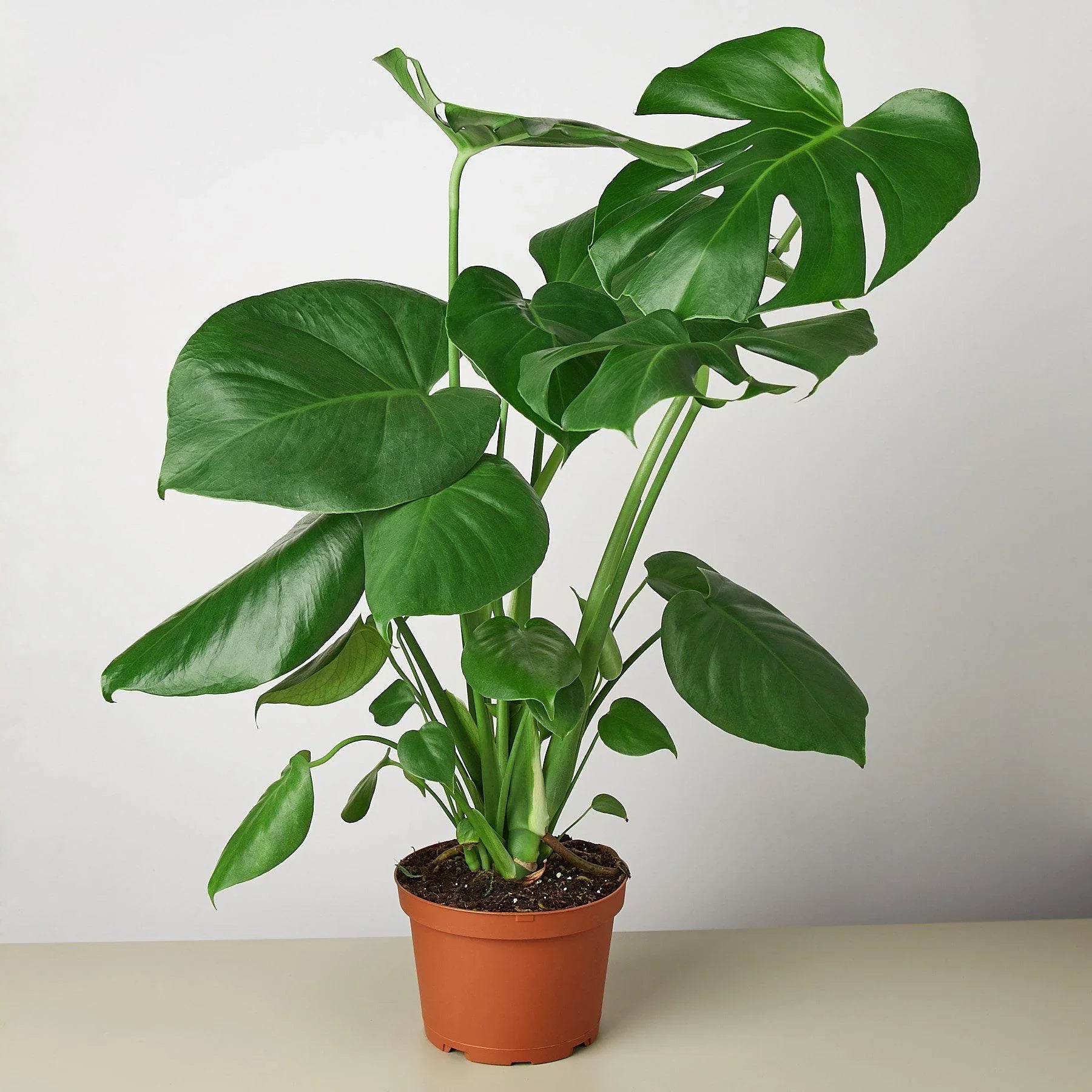 Philodendron Monstera Split-Leaf