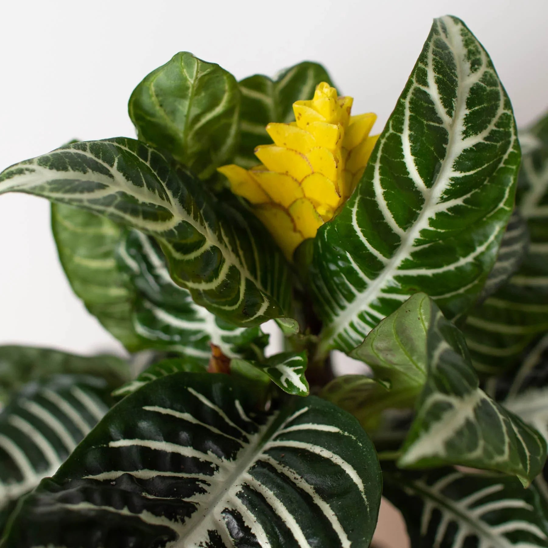 Aphelandra 'Zebra'