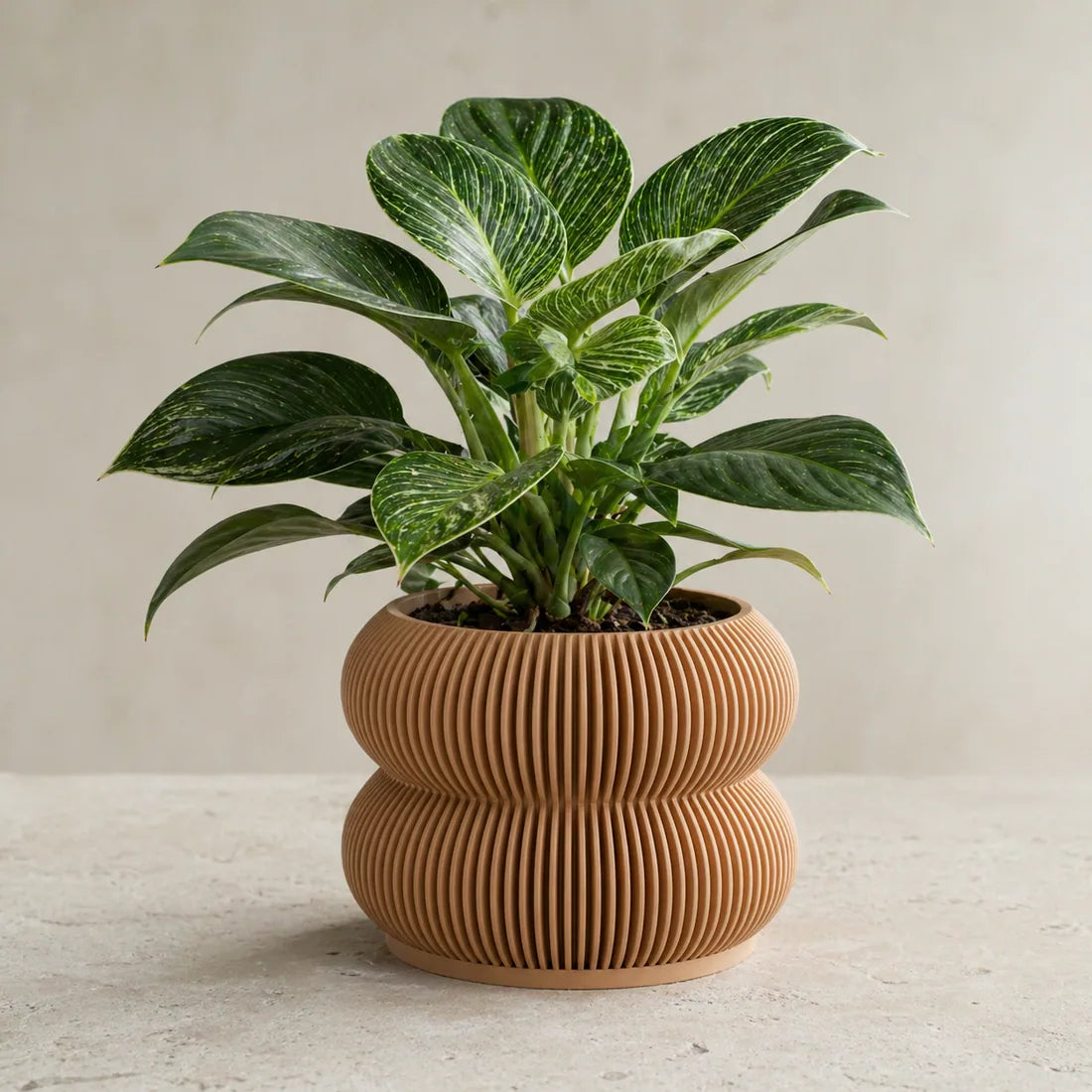 Trailing plant in green ribbed planter