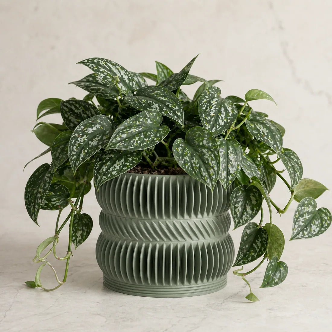 Variegated plant in rounded terracotta planter